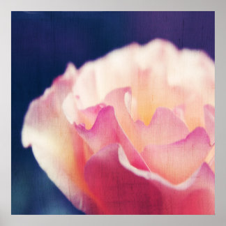 Poster Rosa Rosa Romântica no Macro Abstrato da Tela