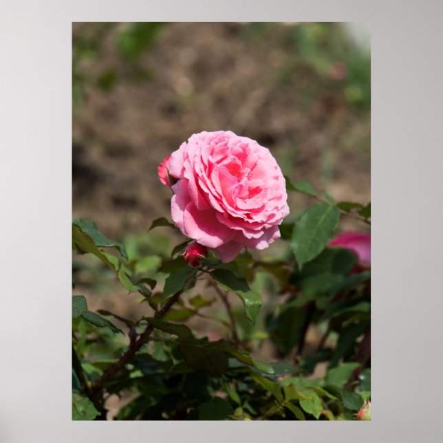 Póster Rosa Rosa Rosa (Frente)