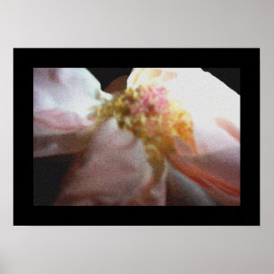 Póster Rosa Rosa Rosa