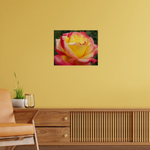 Póster Rosa rosa-rosa e amarela Fotografia Floral