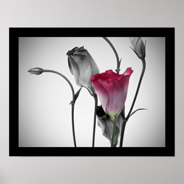 Póster Rosa Rosa Rosa Elegante (Frente)