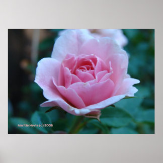 Póster Rosa rosa rosa em verde