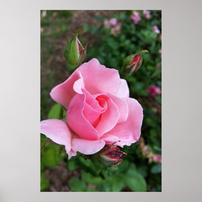 Poster rosa rosa rosa florescente (Frente)