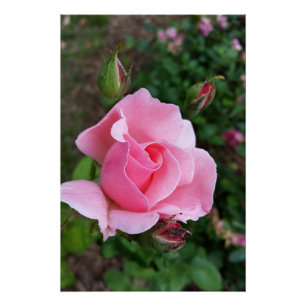 Póster rosa rosa rosa florescente