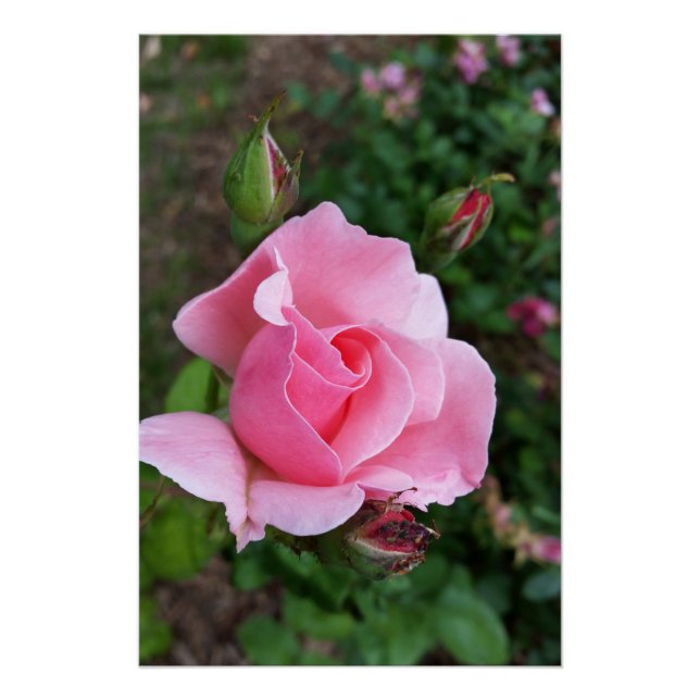 Póster rosa rosa rosa florescente (Frente)