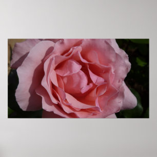 Póster Rosa Rosa Rosa II Bonito Floral