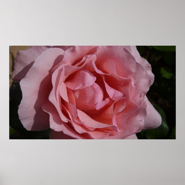 Póster Rosa Rosa Rosa II Bonito Floral (Frente)