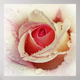 Poster Rosa Rosa Rosa Romântica com Colírio Tropical Flor