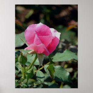 Póster Rosa Rosa Rosa Rosa