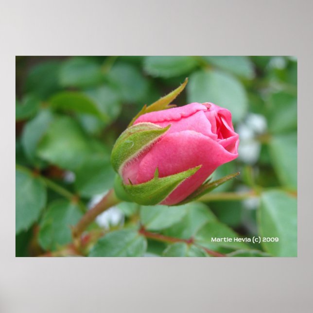 Póster Rosa Rosa Rosa Rosa Bud (Frente)