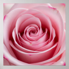 Poster Rosa Rosa Rosa Rosa com Gotas de Água