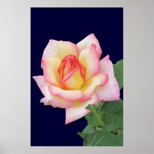 Poster Rosa Rosa Rosa Rosa Duo-Tons