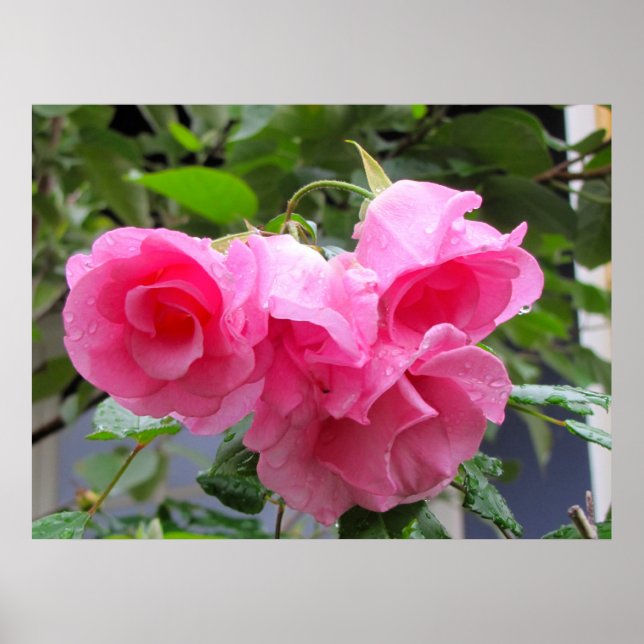 Póster rosa rosa rosa rosa e gotas de chuva (Frente)