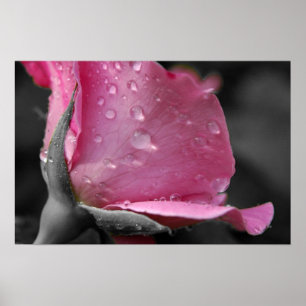 Poster Rosa Rosa Rosa Rosa II