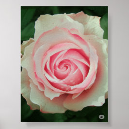 Poster Rosa Rosa Rosa Rosa Petal Espiral
