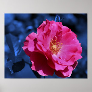 Poster Rosa Rosa Rosa Rosa Rosa Absoluta Flor Azul