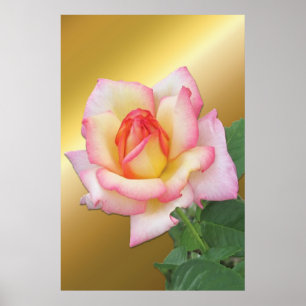 Poster Rosa Rosa Rosa Rosa Rosa com Dois Tons sobre o Dou