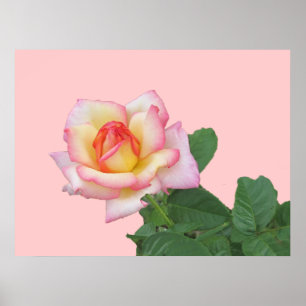 Poster Rosa Rosa Rosa Rosa Rosa De 2 Tom