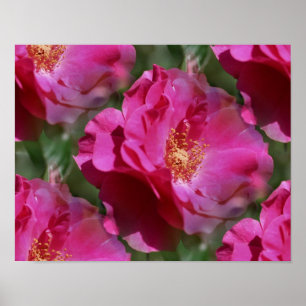 Póster Rosa Rosa Rosa Rosa Rosa De Sangue Floral