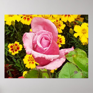 Poster Rosa Rosa Rosa Rosa Rosa Rosa e Flores Amarelas