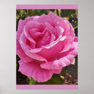 Poster Rosa Rosa Roxa Flor Jardim Perfume Delícia