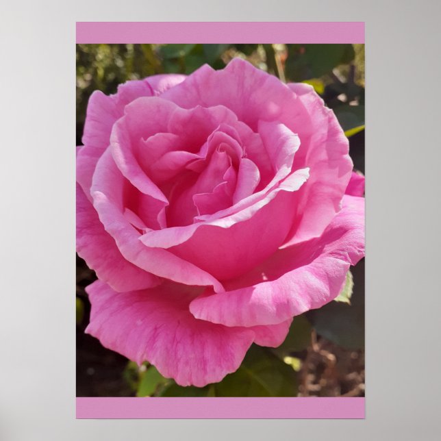 Poster Rosa Rosa Roxa Flor Jardim Perfume Delícia (Frente)