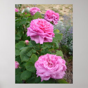 Poster Rosa Rosa Roxa Floral Flor Jardim John Hopper