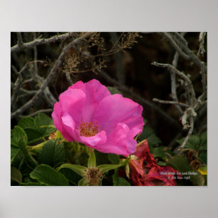 Poster Rosa Rosa Rugosa Rosa