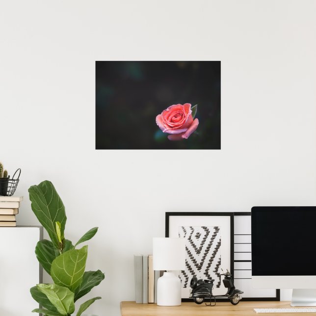 Poster Rosa Rosa Solitária com Orvalho (Escritório em casa)