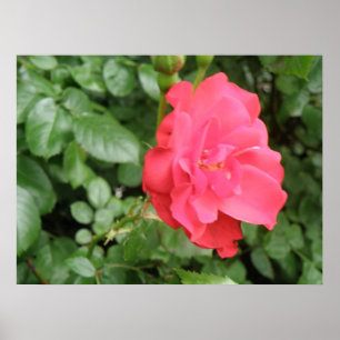 Poster Rosa selvagem