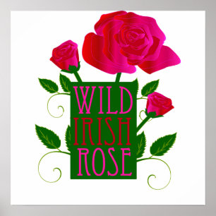 Póster Rosa selvagem irlandês