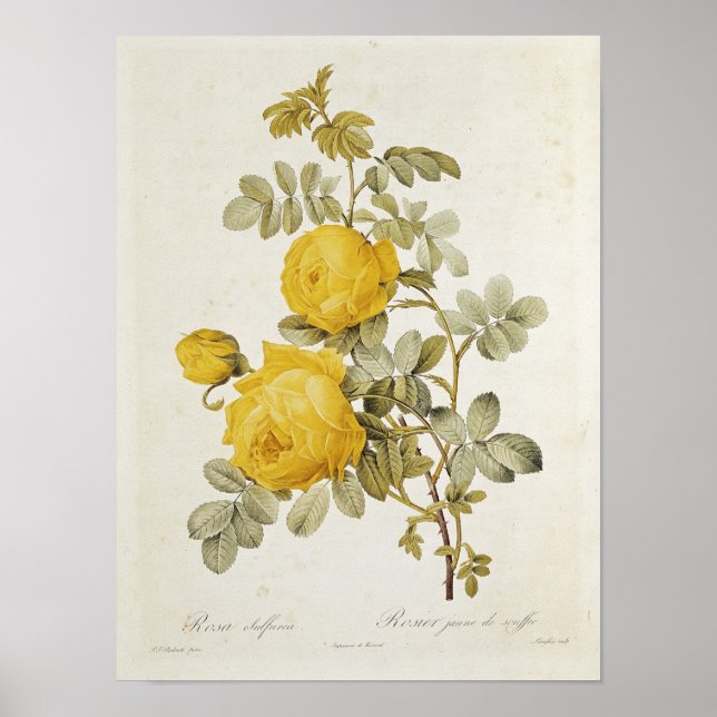 Poster Rosa Sulfurea de Les Rosas (Frente)