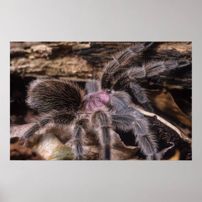 Poster - rosa-tarantula chili (Frente)