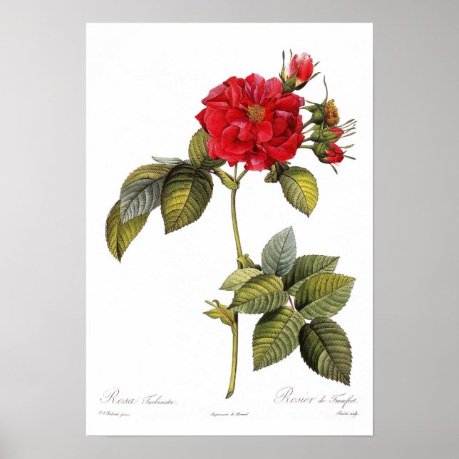 Poster Rosa turbinata (Frente)