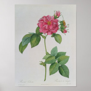 Póster Rosa Turbinata, de, Les Roses', Vol 1, 1817