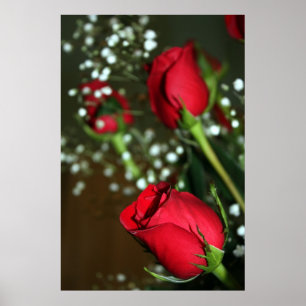 Poster Rosa vermelha