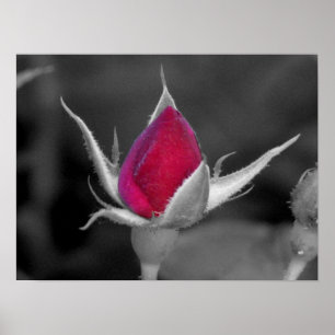 Póster Rosa vermelha