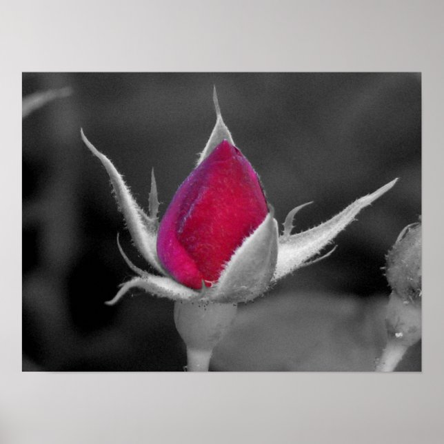 Póster Rosa vermelha (Frente)