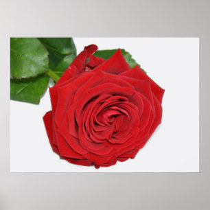 Poster Rosa vermelha