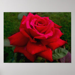 Póster Rosa vermelha
