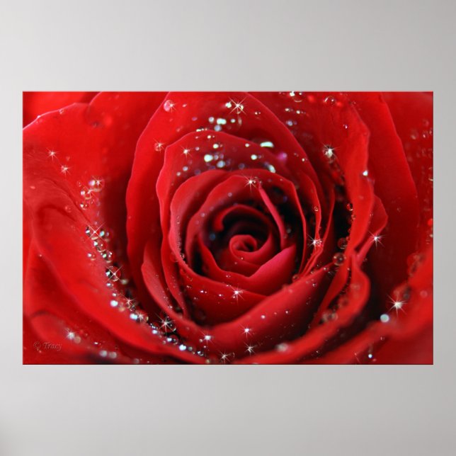 Póster Rosa vermelha (Frente)