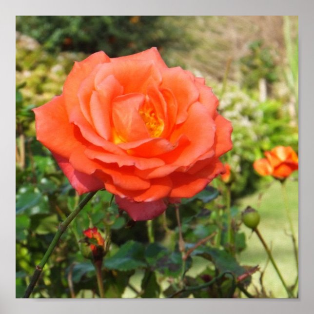 poster rosa vermelha (Frente)