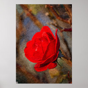 Poster Rosa vermelha