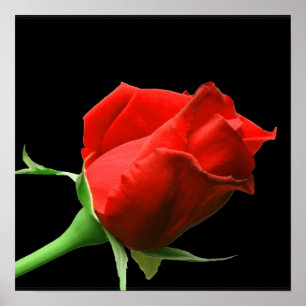 Póster Rosa vermelha