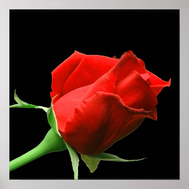 Póster Rosa vermelha (Frente)