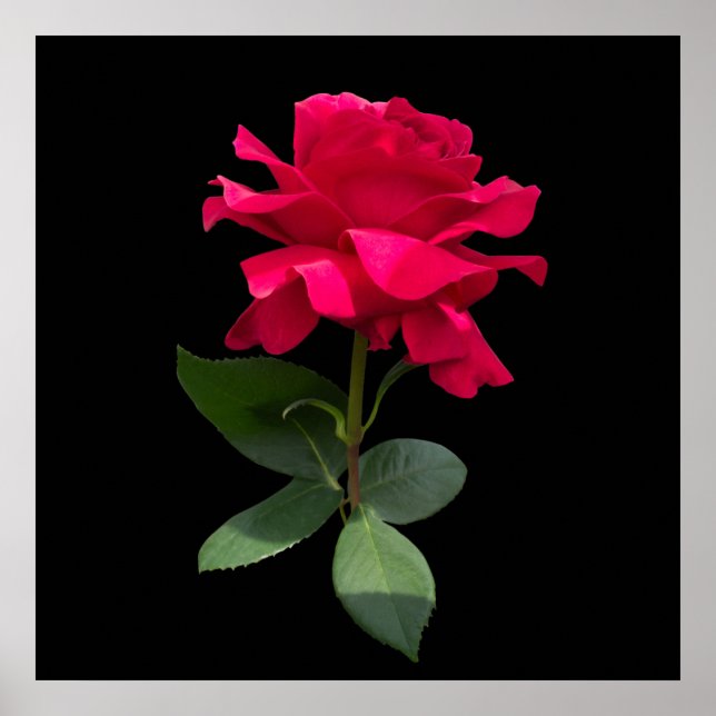Poster Rosa vermelha (Frente)