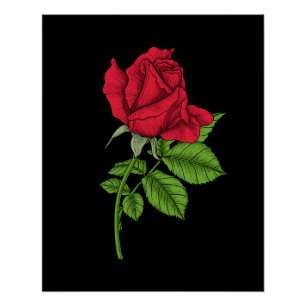 Póster Rosa vermelha