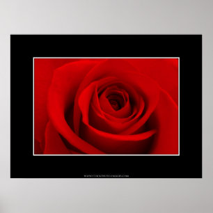 Poster Rosa vermelha