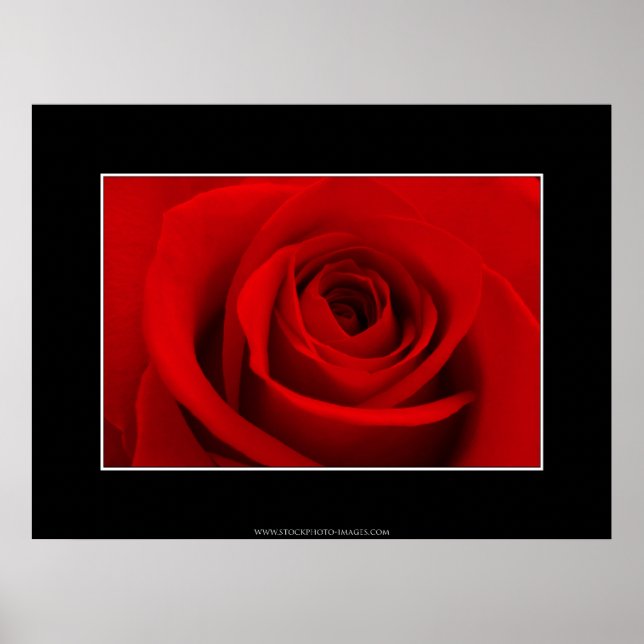 Poster Rosa vermelha (Frente)