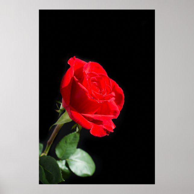 Póster Rosa vermelha a preto (Frente)